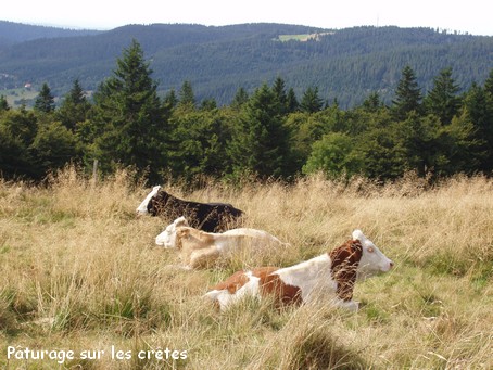Paturage sur la route des crtes - Photo Gilbert GUYOT